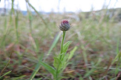 Tricholepis glaberrima